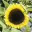 🌻のプロフィール画像