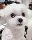 咲子のプロフィール画像