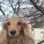 マのプロフィール画像