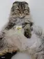 よちこのプロフィール画像