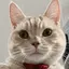 Kのプロフィール画像