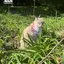 ふのプロフィール画像