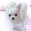 愛莉のプロフィール画像