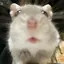 コバチのプロフィール画像