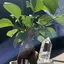 MINAのプロフィール画像