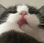 にゃんちーずのプロフィール画像