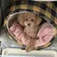 ひらりのプロフィール画像