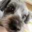 SIのプロフィール画像