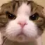 かほのプロフィール画像
