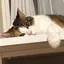 Rのプロフィール画像