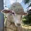 かえでのプロフィール画像