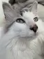クエのプロフィール画像