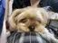 ピラノのプロフィール画像