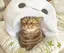 にっちーのプロフィール画像