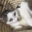 こゆきのプロフィール画像