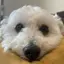 yoshieのプロフィール画像