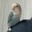 みうのプロフィール画像