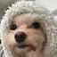 Rのプロフィール画像