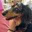 🐶のプロフィール画像