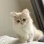羽樂のプロフィール画像