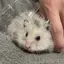 Rのプロフィール画像