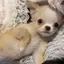 せぶのプロフィール画像