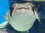 チキンタツタのプロフィール画像