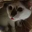 にゃーのプロフィール画像