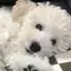 ことのプロフィール画像