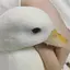 莉奈のプロフィール画像