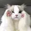 ur1のプロフィール画像
