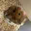ぴのプロフィール画像