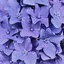Flowerのプロフィール画像