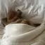 🐶のプロフィール画像