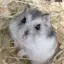 ミーサンのプロフィール画像