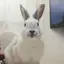 しんごのプロフィール画像