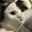 もぐのプロフィール画像