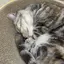 咲のプロフィール画像