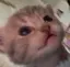 ふのプロフィール画像