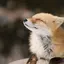 じゅうのプロフィール画像