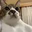 こんのプロフィール画像