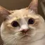 てぃすのプロフィール画像