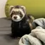 あるみのプロフィール画像