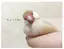 SAKURAのプロフィール画像