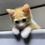 くるのプロフィール画像