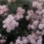 sarinaのプロフィール画像