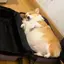 みおのプロフィール画像