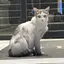 にゃんのプロフィール画像