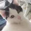 まなぶねこのプロフィール画像