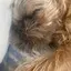 うちの犬を見てのプロフィール画像